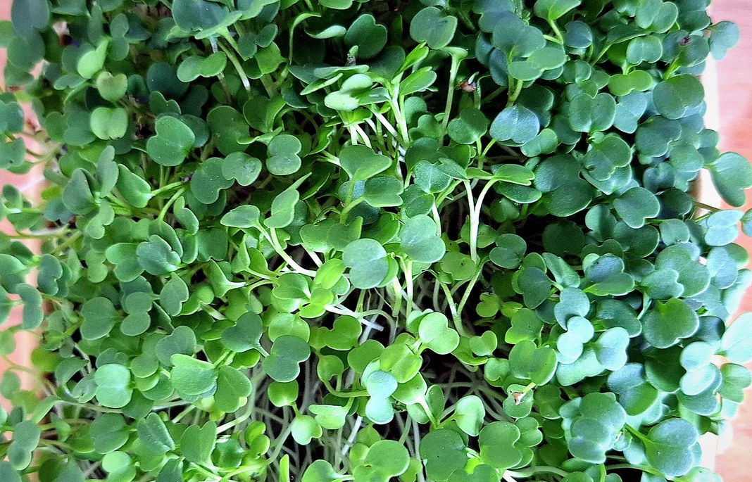 Micropousses de roquette : petites feuilles en cœur