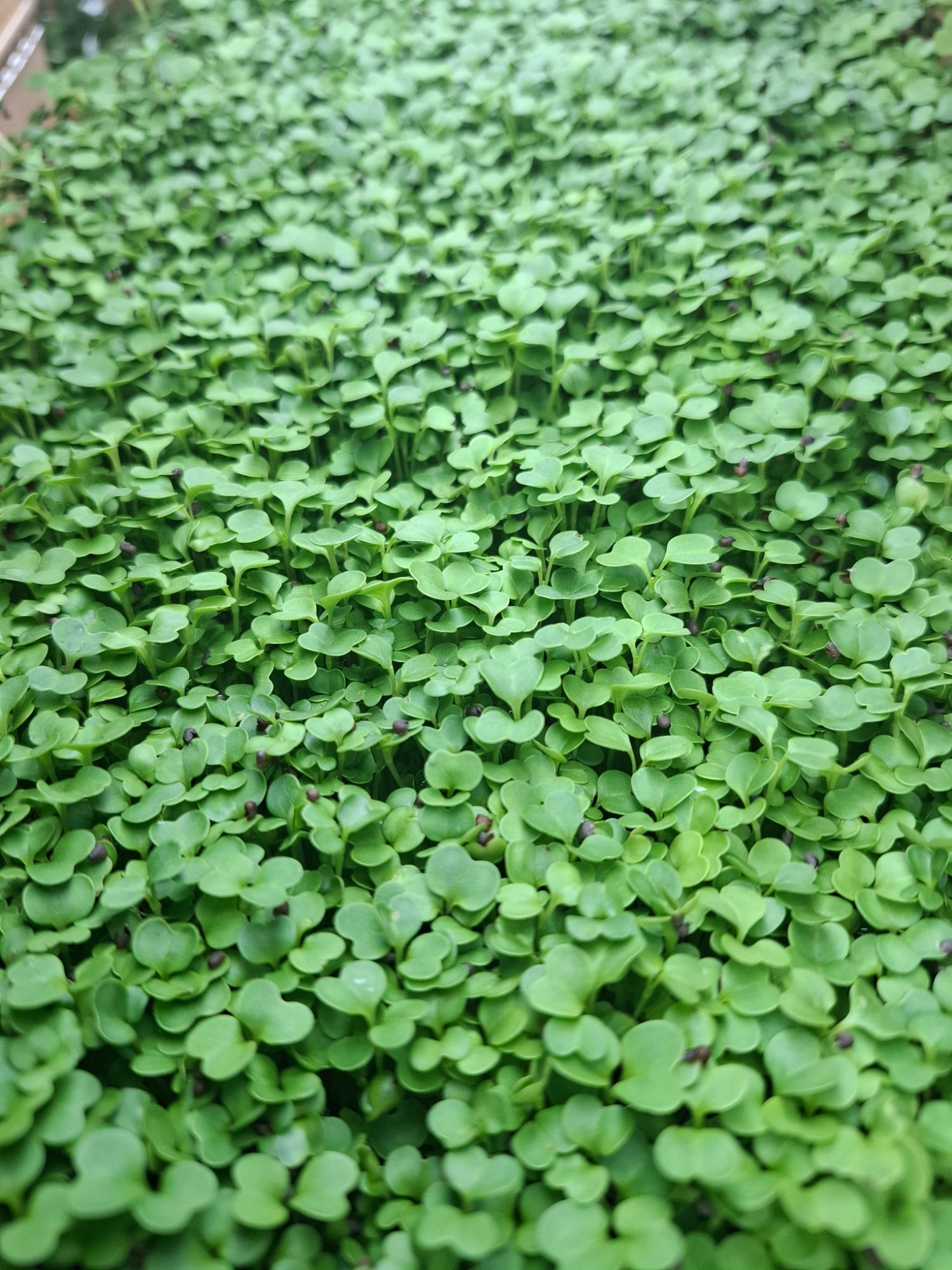 Production Planta Viva