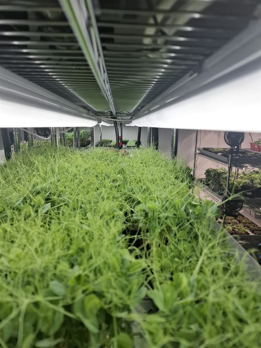 Micropousses de pois en pleine croissance