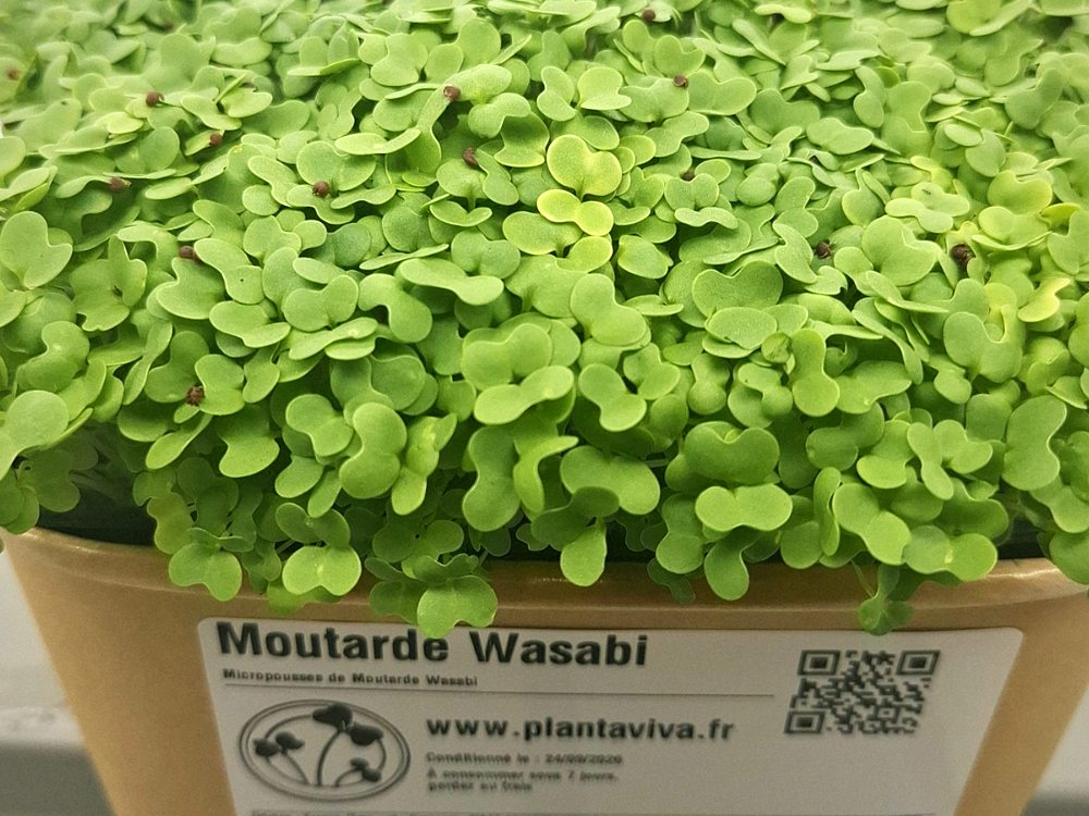 Barquette kraft de wasabi, étiquetée Planta Viva